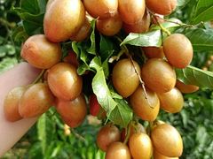 -从化深英荔枝黄皮龙眼采摘园