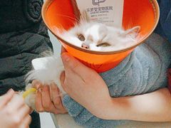 -乐派堂宠物医院·猫友好· 心脏科(东街店)