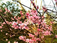 -白水寺森林公园