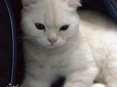 -喵的天空名猫咖啡馆·撸猫·猫舍·用品