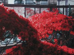 -杨箕村B区