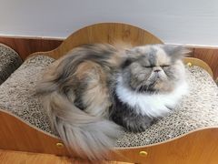 -有猫主题·治愈系猫咖(曾厝垵店)