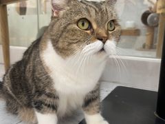 -喵园·猫主题咖啡厅·撸猫·猫咖(国贸店)