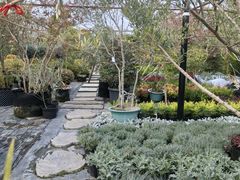 -龙大花卉苗木市场