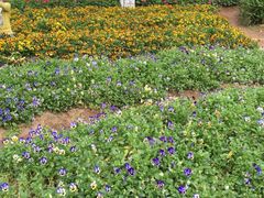 -松山湖梦幻百花洲