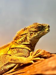 -Zoolung Zoolung动物主题公园(海信广场店)