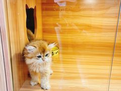 -猫十亿·布偶金渐层·曼基康矮脚猫舍(青年路店)