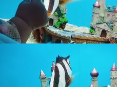 -北戴河圣蓝海洋公园