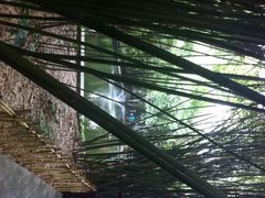 大熊猫繁育研究基地-成都大熊猫繁育研究基地