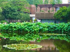 -陈家山荷花公园