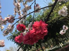-重庆彩云湖湿地公园