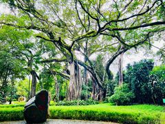 -瑞丽独树成林风景区