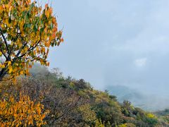 -大岭沟猕猴桃谷风景区
