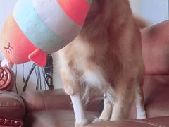 -爱诺耐芙动物医院(万博店)