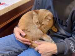 -宠爱国际动物医院·消化内科·心肾内科·ISFM猫友好(望京店)