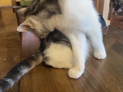 -猫猫幼稚园·撸猫·桌游·电玩
