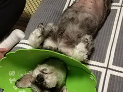 -派美特宠物医院·核磁CT·骨科肿瘤·疑难转诊(沈农禾丰店)