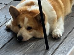 -肥朵食堂(带梦胡同店)