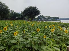 -顺峰山公园