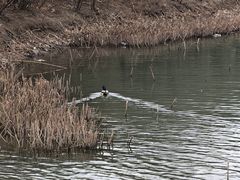 -丁香湖公园