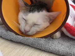 -凯特喵百思猫专科医院