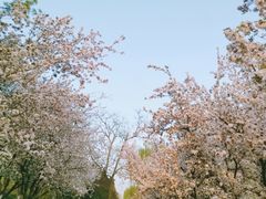 -海棠花溪(元大都城垣遗址公园)