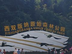 -西双版纳原始森林公园