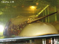 海怪-苏先生海鲜渔庄(金桥店)