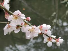 -北寺塔