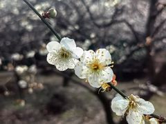 -香雪海