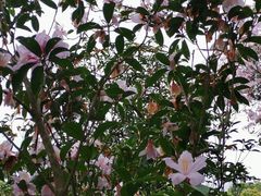 -梧桐山风景名胜区