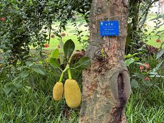-中国科学院西双版纳热带植物园