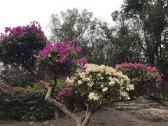 -广州莲花山旅游区