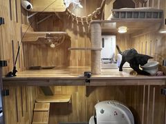 -momokira米努特·德文卷毛猫·棉花面纱犬
