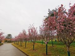 -天适樱花悠乐园