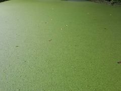 -成都市活水公园