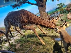 -国家自然博物馆