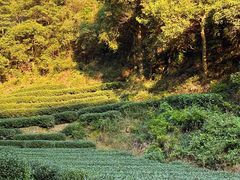 -龙坞茶村