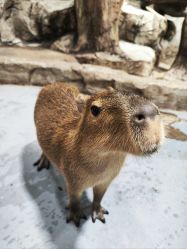 -Zoolung Zoolung动物主题公园(海信广场店)