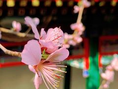 -颐和园