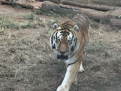 -昆明动物园