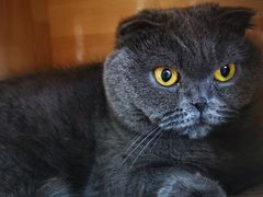 -鼓捣猫呢主题猫咖店
