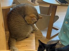 -有喵·猫咖·狗咖·30几只猫10只小狗(岗厦店)