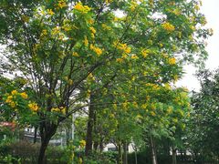 -广东花都湖国家湿地公园