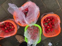 -大自然农场蔬菜草莓采摘园