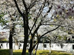 -紫金山山顶公园