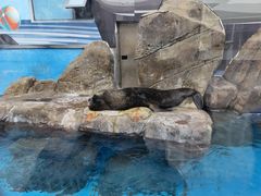 -海合安成都极地海洋公园