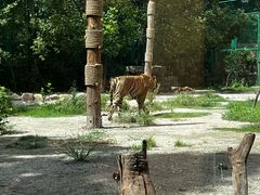 -上海野生动物园老虎餐厅