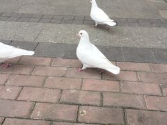 -王府井奥莱临潼小镇(临潼店)