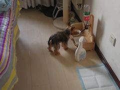 -波姐宠物家庭寄养